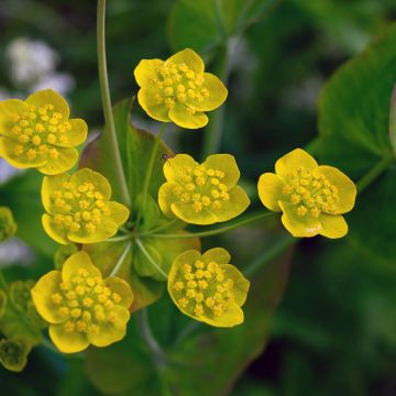 Bupleurum longifolium Aureum - Langarica