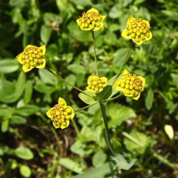 Bupleurum ranunculoïdes - Langarica