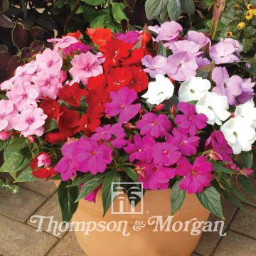 Impatiens Divine Mixed - Alegría