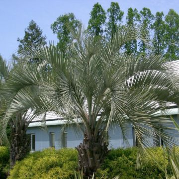 Butia capitata - Palma de la jalea