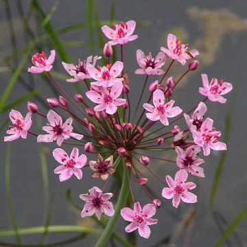 Butomus umbellatus - Junco florido