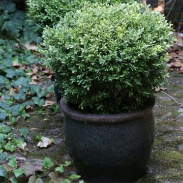 Boj japónico - Buxus microphylla Rococo