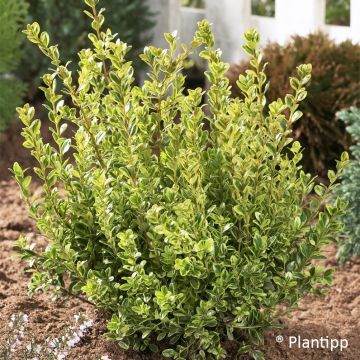 Boj enano - Buxus sempervirens Golden Dream