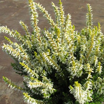 Calluna vulgaris Anouk - Brecina