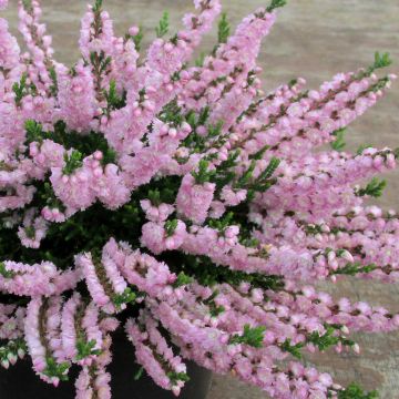 Calluna vulgaris Radnor - Brecina