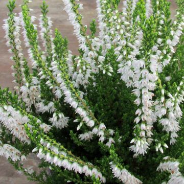 Calluna vulgaris Spring Cream - Brecina