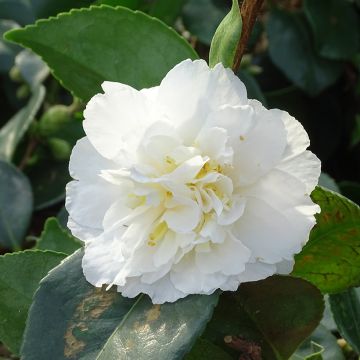 Camellia sasanqua Waterfall White - Camelia de otoño