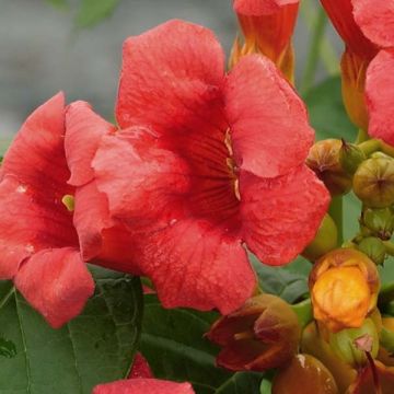 Enredadera de trompeta Stromboli - Campsis radicans