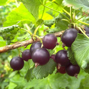 Grosella hybrida ConfiBeere Jofruti