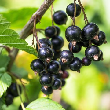 Grosella negra Cassisima Blackbells