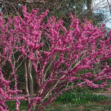 Cercis chinensis Don Egolf - Árbol del amor