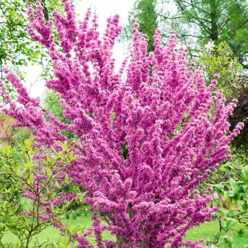 Cercis chinensis Kay's Early Hope - Árbol del amor