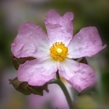 Jara - Cistus lenis Grayswood Pink