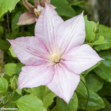 Clematis Caroline