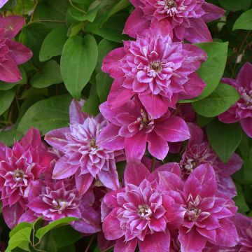 Clematis My Darling