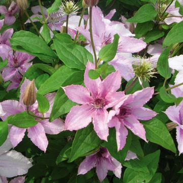 Clematis Hagley hybride