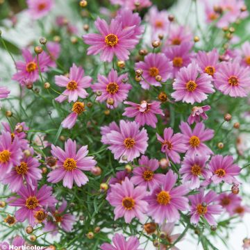 Coreopsis Limerock Passion