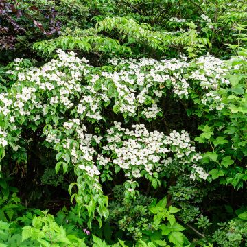 Cornus kousa Weaver's Weeping