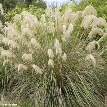 Cortaderia richardiii - Hierba de la Pampa