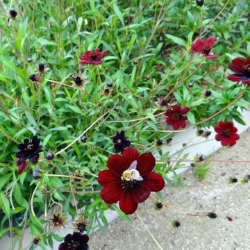 Cosmos atrosanguineus Black Magic