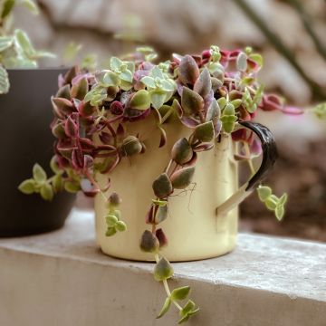 Crassula Desert Diamond