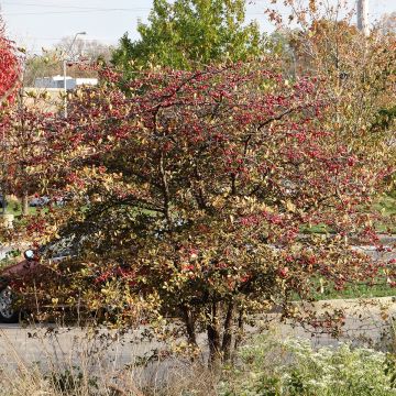 Espino de espolones​ - Crataegus crus-galli