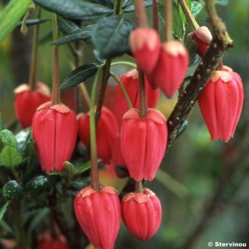 Crinodendron hookerianum - Polizonte