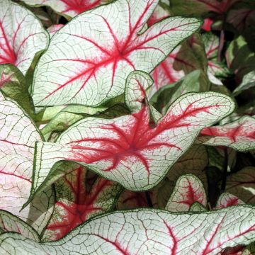 Caladium Fiesta