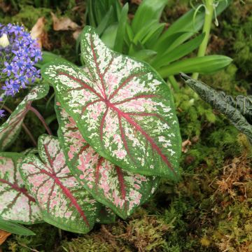 Caladium Tapestry