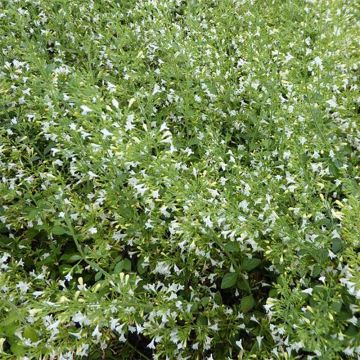 Calamintha nepeta Weisser Riese