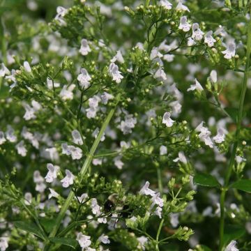 Calamintha nepeta White Cloud