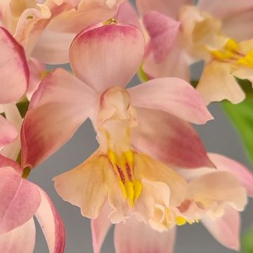 Calanthe Arizona Dream