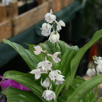 Calanthe aristulifera