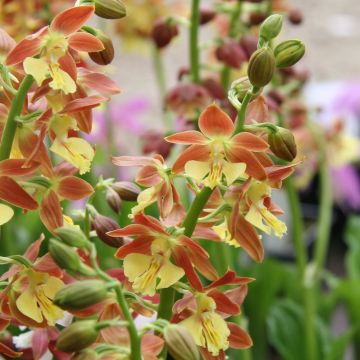 Calanthe tricarinata