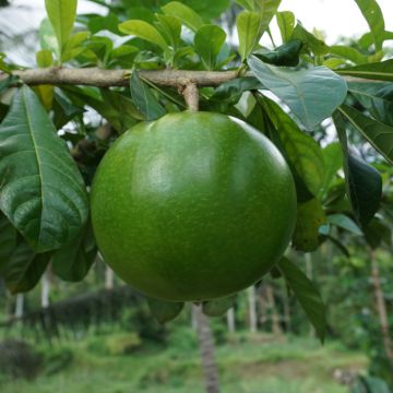 Porongo - Lagenaria siceraria