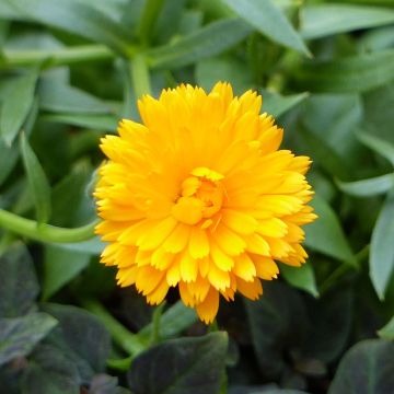 Calendula hybrida Powerdaisy Tango