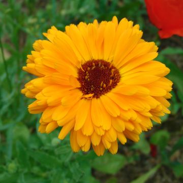 Caléndula - Calendula officinalis