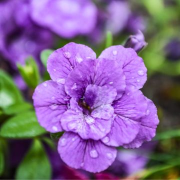 Calibrachoa hybrida Can-Can Rosies Blue