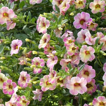 Calibrachoa hybrida Chamaeleon Pink Passion