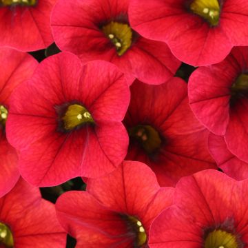 Calibrachoa hybrida Lia Dark Red