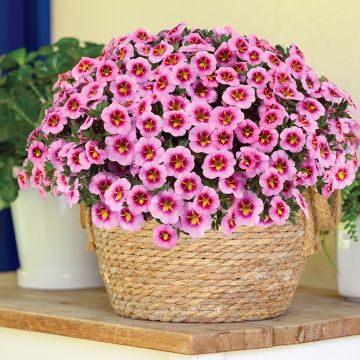 Calibrachoa hybrida Lia Spark Pink