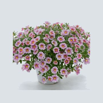 Calibrachoa hybrida Noa Princess