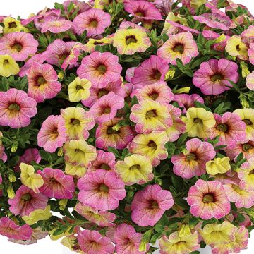 Calibrachoa hybrida Ombre™ Pink