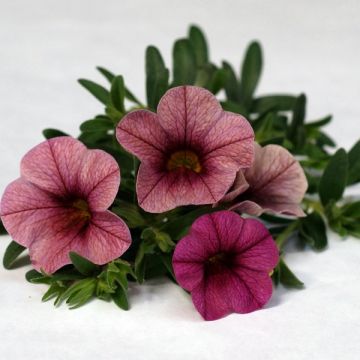 Calibrachoa hybrida Plum