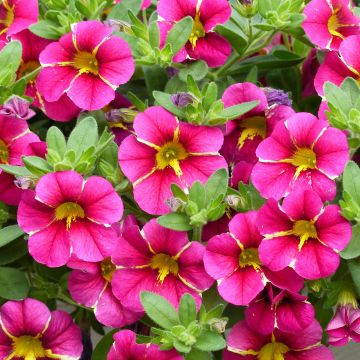 Calibrachoa hybrida Superbells Cherry Star