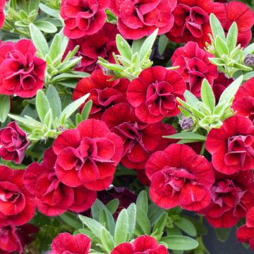 Calibrachoa hybrida Superbells Double Ruby