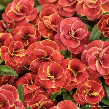 Calibrachoa hybrida Superbells Double Redstone