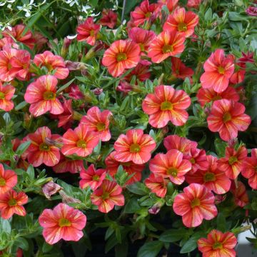 Calibrachoa hybrida Superbells Tropical Sunrise