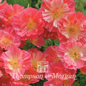 Eschscholzia californica Thai Silk Rose Chiffon - Amapola de California