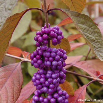 Callicarpa bodinieri Imperial Pearl